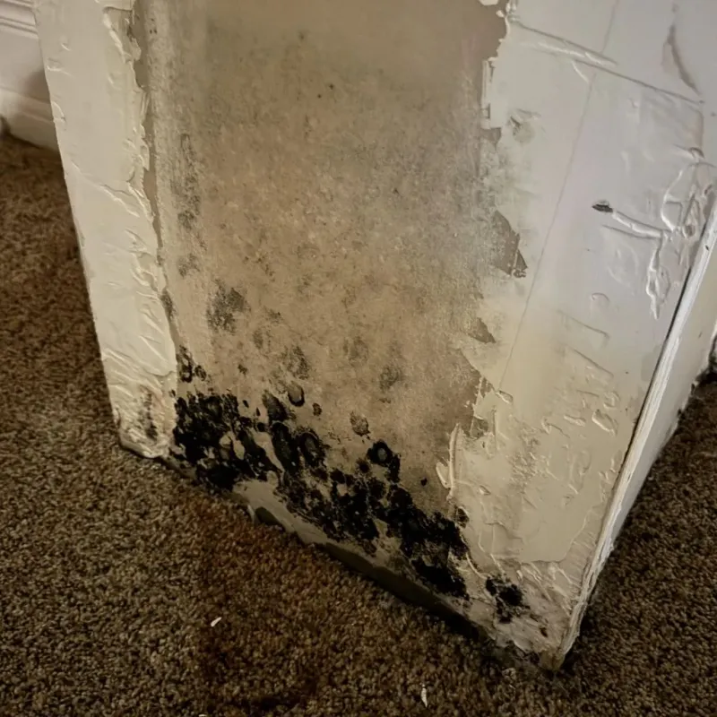 Professional Mold Removal in San Pasqual, CA